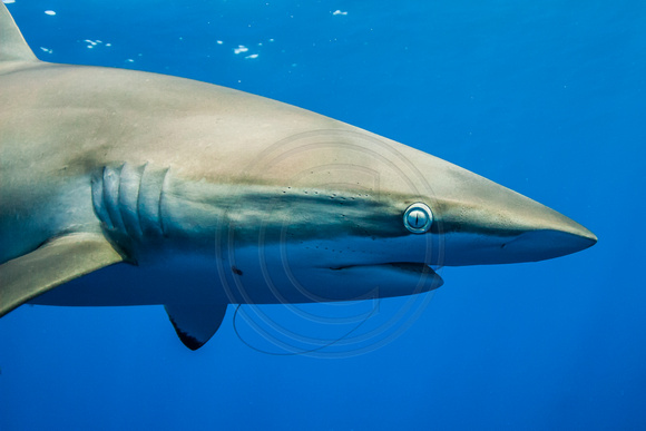 IMG.0880 Silky Shark (Carcharhinus falciformis)