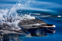 IMG.1497 Pantropical Spotted Dolphin (Stenella attenuata)