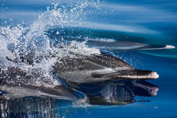 IMG.1497 Pantropical Spotted Dolphin (Stenella attenuata)