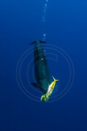 IMG.7739 False Killer Whale (Pseudorca crassidens) eating a Mahi Mahi