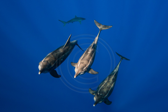 IMG.9129 Rough Toothed Dolphins (Steno bredanensis) & Galapagos Shark (Carcharhinus galapagensis)