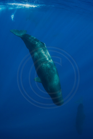 IMG.7979 Sperm Whale (Physeter macrocephalus)