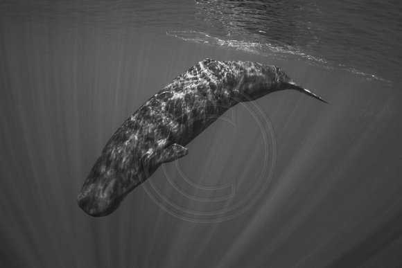 IMG.8819 Sperm Whale (Physeter macrocephalus)