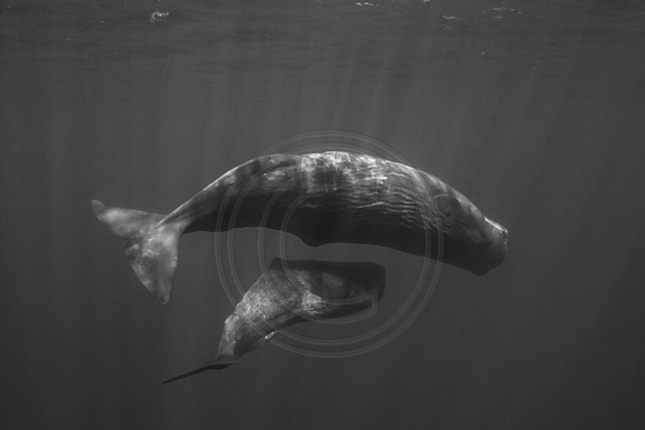 IMG.9230  Sperm Whales (Physeter macrocephalus)