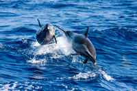 IMG.0373 Pantropical Spotted Dolphin (Stenella attenuata)