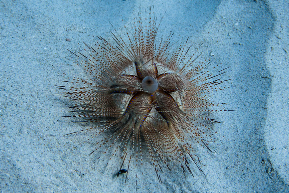 IMG.2863 Blue Spotted Urchin (Astropyga radiata)