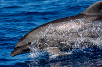 IMG.6999 Bottlenose Dolphin (Tursiops truncatus)