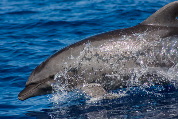 IMG.6999 Bottlenose Dolphin (Tursiops truncatus)