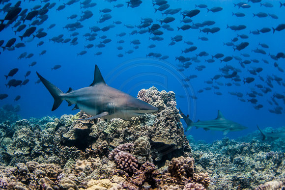 IMG.4469 Oceanic Black Tip Shark (Carcharhinus limbatus)