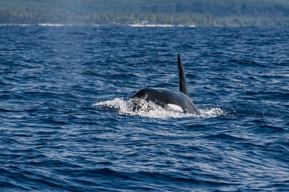 IMG.5269 Killer Whale (Orcinus orca)