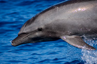 IMG.7043 Bottlenose Dolphin (Tursiops truncatus)