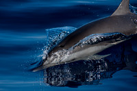 IMG.1439 Pantropical Spotted Dolphin (Stenella attenuata)