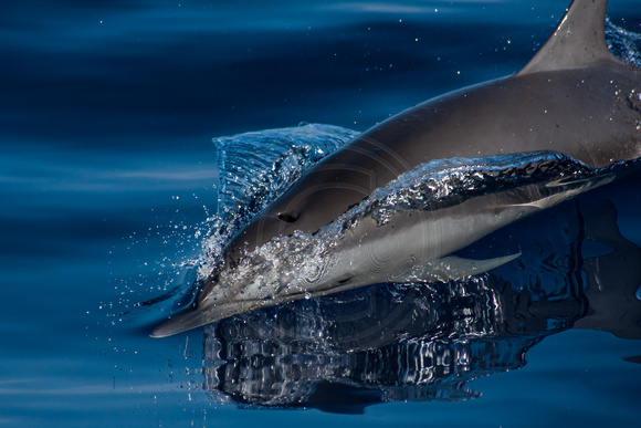 IMG.1439 Pantropical Spotted Dolphin (Stenella attenuata)