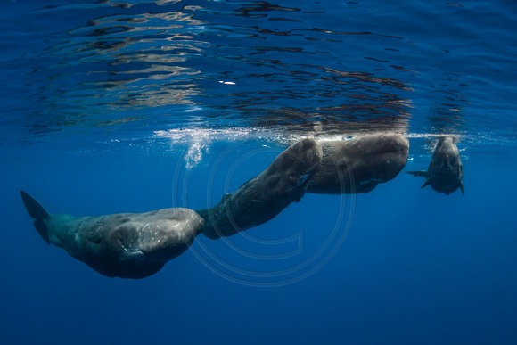 IMG.7869 Sperm Whales (Physeter macrocephalus)