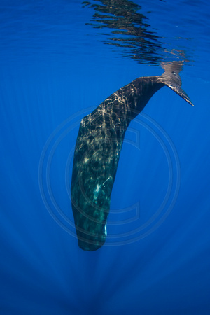 IMG.8825 Sperm Whale (Physeter macrocephalus)