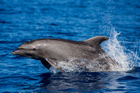 IMG.7035 Bottlenose Dolphin (Tursiops truncatus)