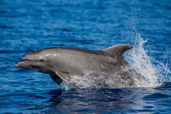 IMG.7035 Bottlenose Dolphin (Tursiops truncatus)