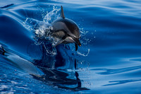 IMG.1528 Hawaiian Spinner Dolphin (Stenella longirostris)