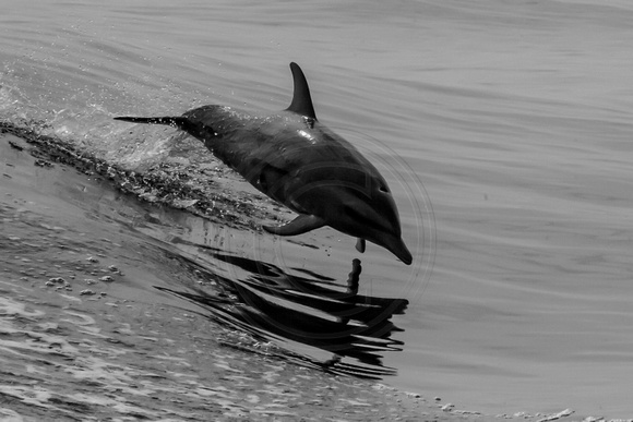 IMG.5419 Pantropical Spotted Dolphin (Stenella attenuata)