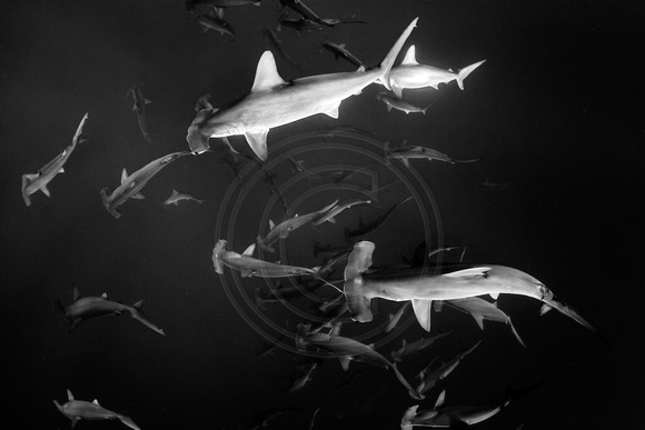 IMG.5975 Scalloped Hammerhead Sharks (Sphyrna lewini)