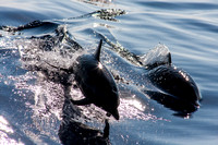 IMG.1582 Pantropical Spotted Dolphin (Stenella attenuata)